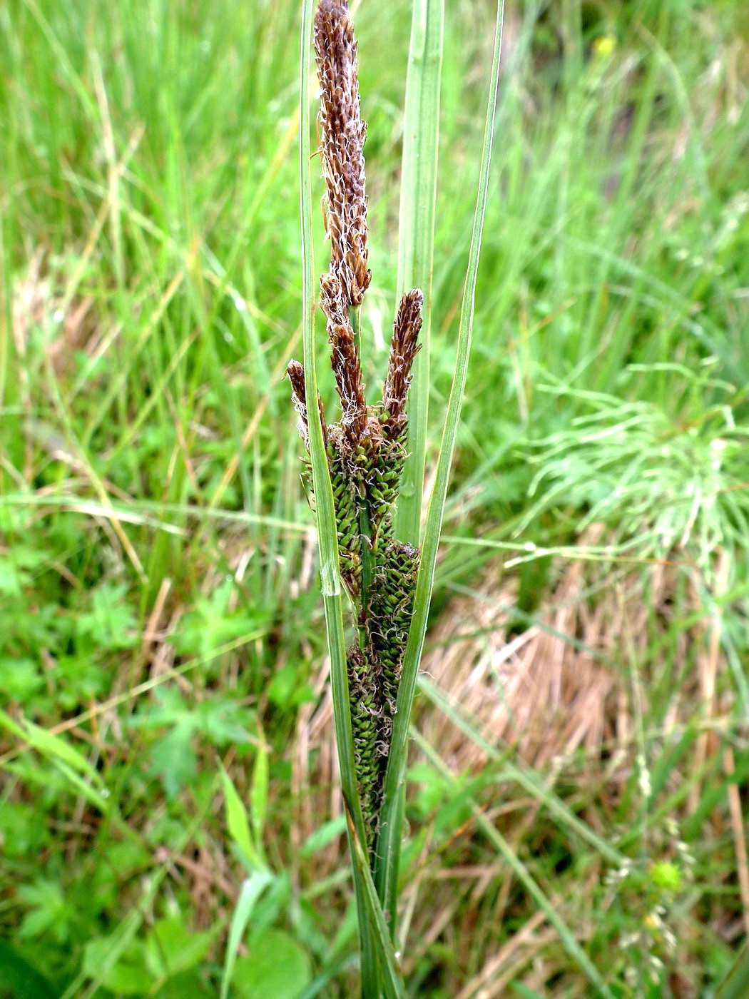 Изображение особи Carex aquatilis.