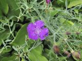 Dianthus chinensis