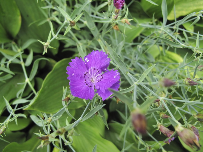Изображение особи Dianthus chinensis.
