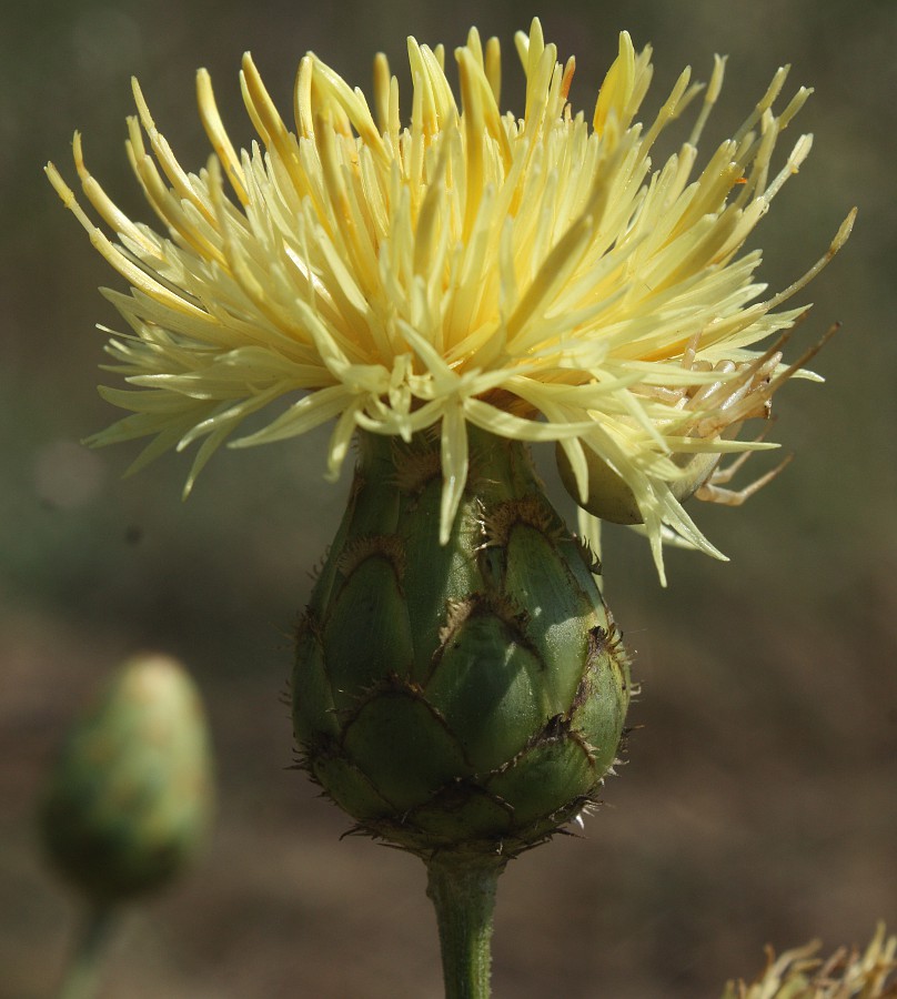 Image of Centaurea salonitana specimen.