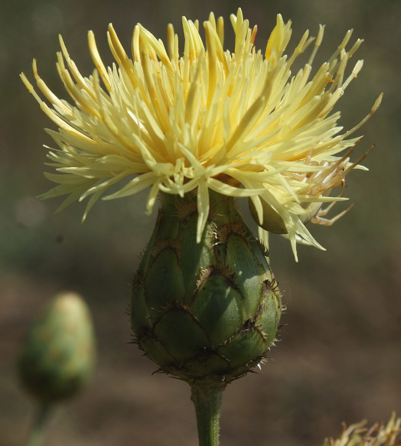 Изображение особи Centaurea salonitana.