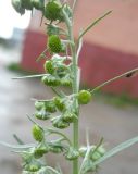 Artemisia sieversiana