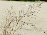 Eragrostis amurensis. Верхушка соплодия. Чувашия, г. Шумерля, берег р. Сура в районе городского пляжа. 29 августа 2011 г.