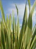 Phormium tenax