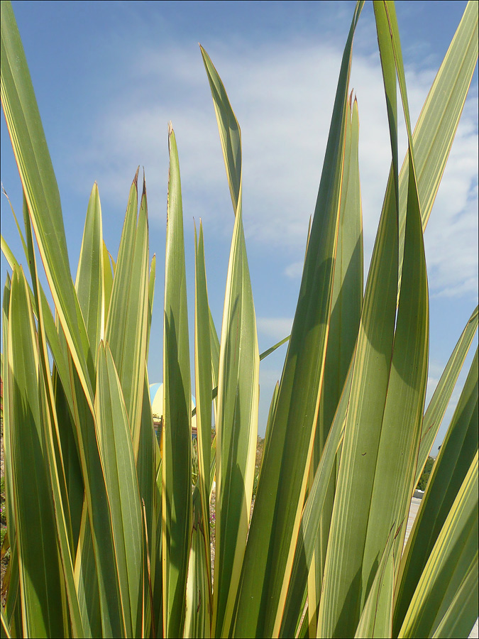 Image of Phormium tenax specimen.