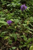 Campanula glomerata. Цветущие растения у края тропы в широколиственном лесу. Санкт-Петербург, Дудергофские высоты. 20.07.2008.