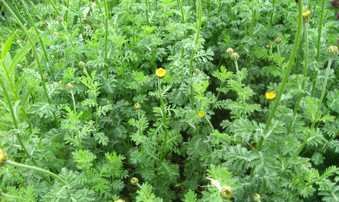 Image of Anthemis melanoloma specimen.