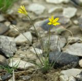 Gagea bulbifera. Цветущее растение. Казахстан, Актюбинская обл., Челкарский (Шалкарский) р-н, гора Космурын. 25.04.2011.