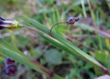 genus Sisyrinchium