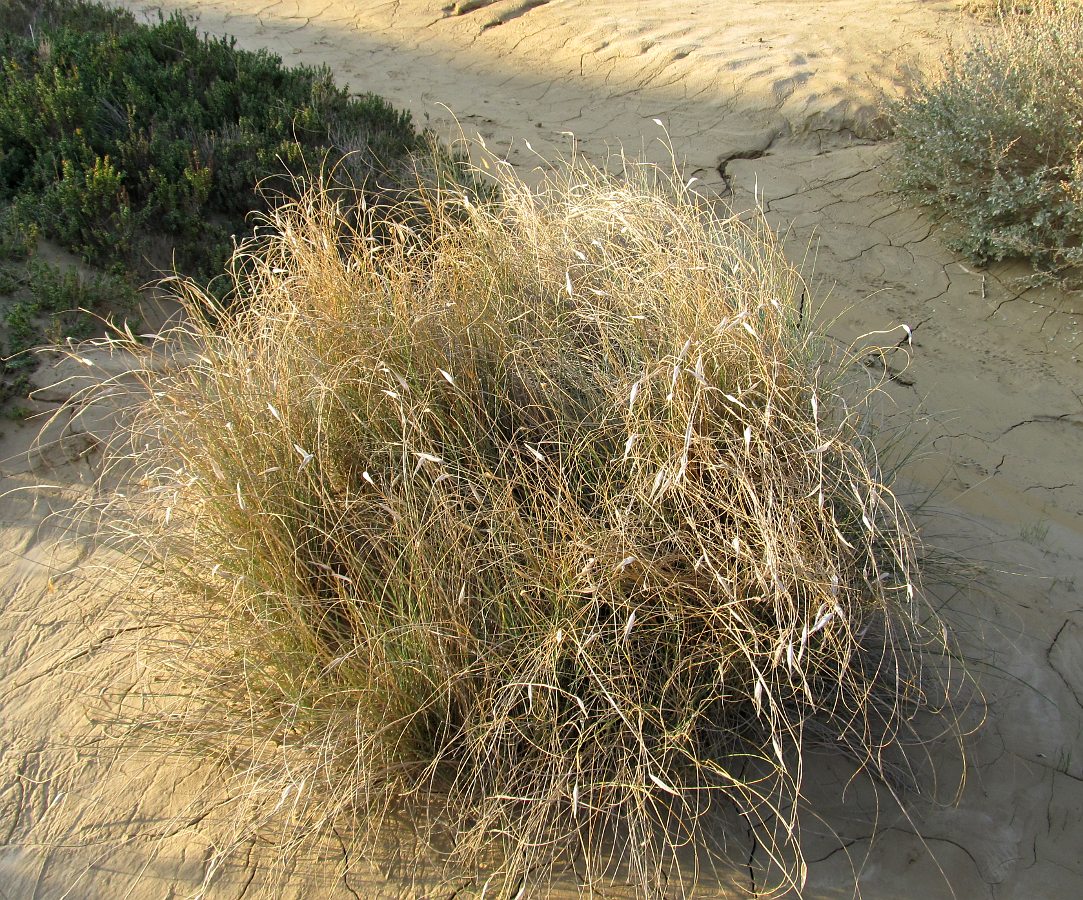 Image of Lygeum spartum specimen.