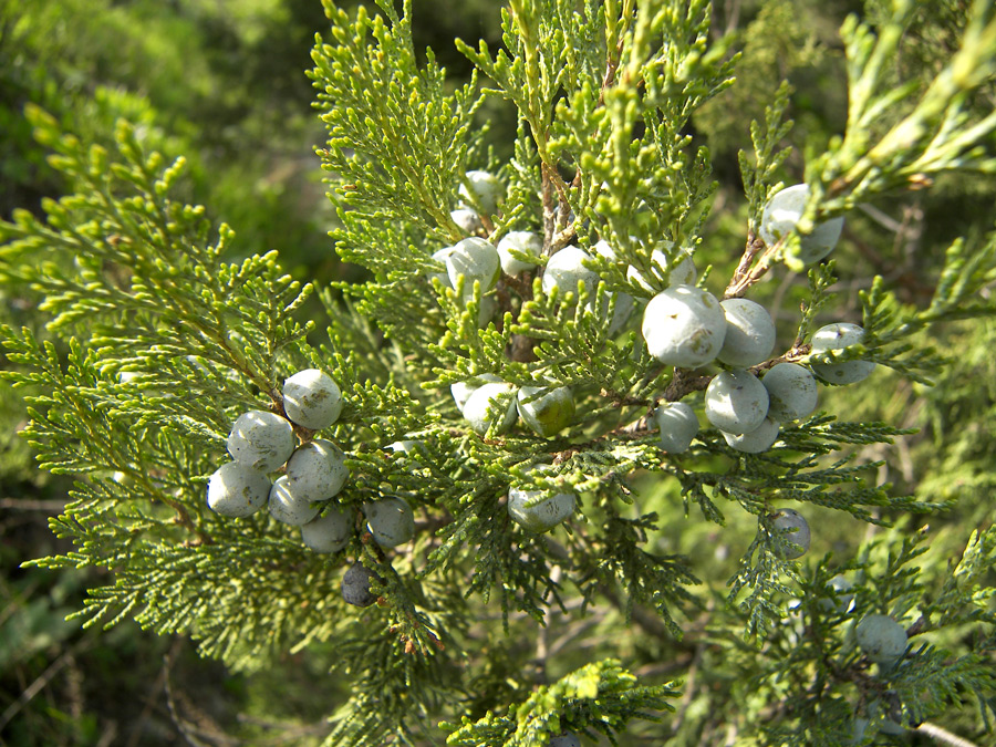 Image of Juniperus excelsa specimen.