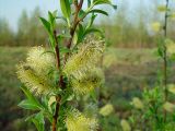 Salix myrsinifolia. Ветви с мужскими соцветиями. Московская обл., Раменский р-н, окрестности д. Хрипань, луг. 11.05.2003.