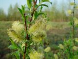 Salix myrsinifolia