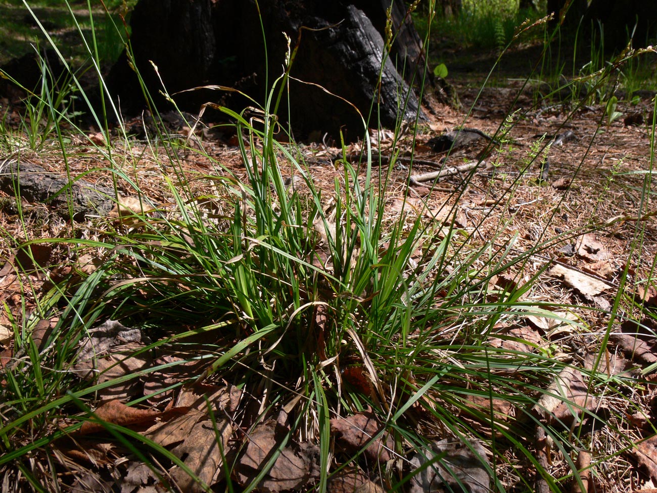 Изображение особи Carex digitata.