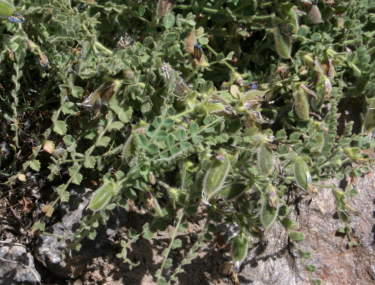 Image of Cicer microphyllum specimen.