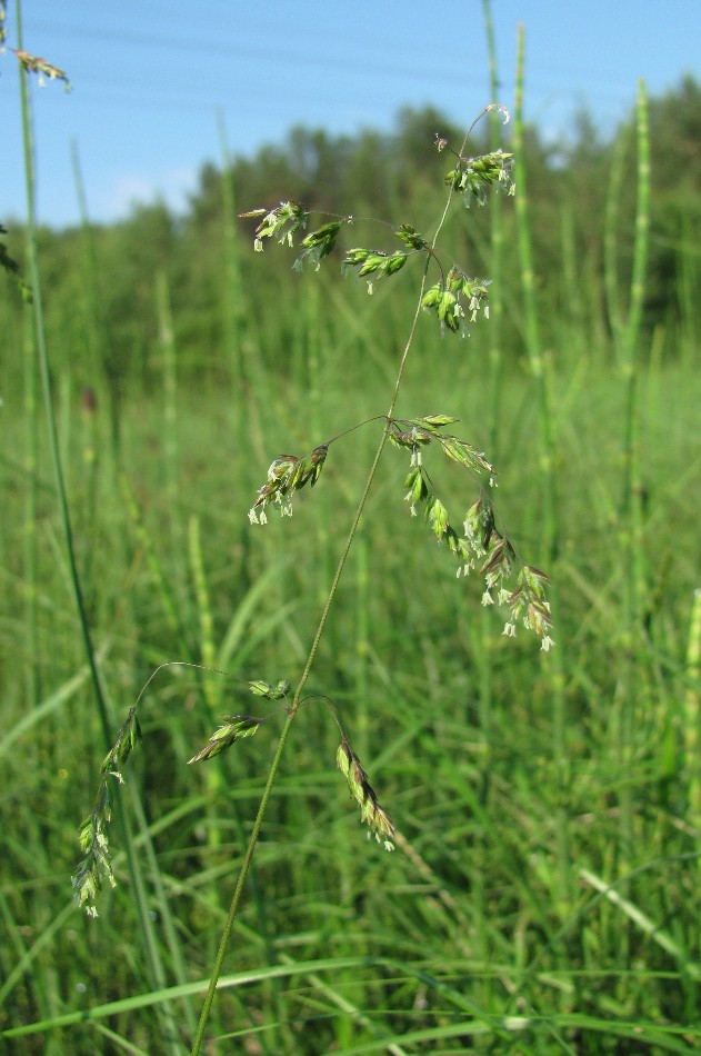 Изображение особи Poa trivialis.