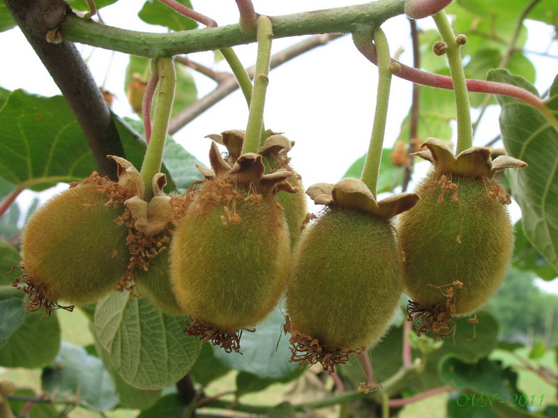 Image of Actinidia chinensis var. deliciosa specimen.