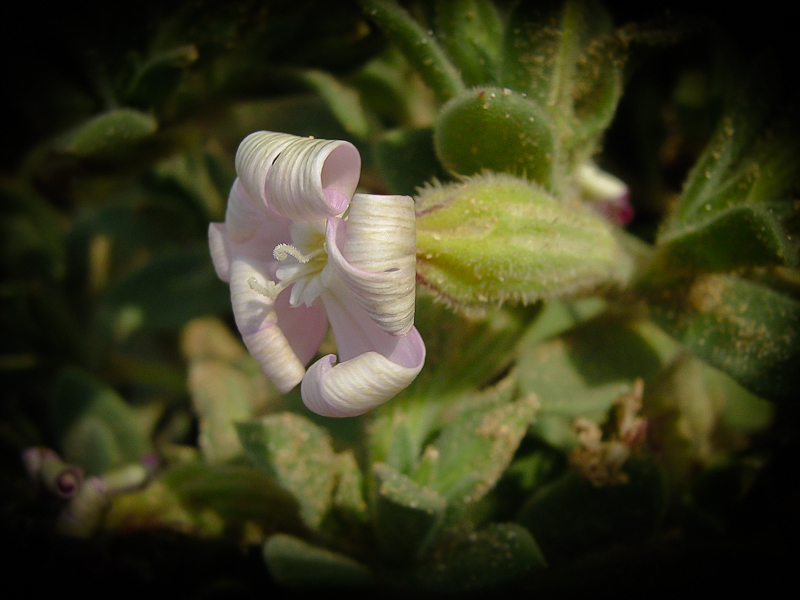 Image of Silene succulenta specimen.