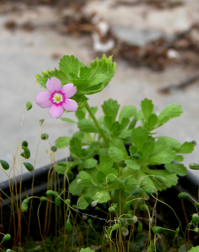 Image of Dionysia involucrata specimen.