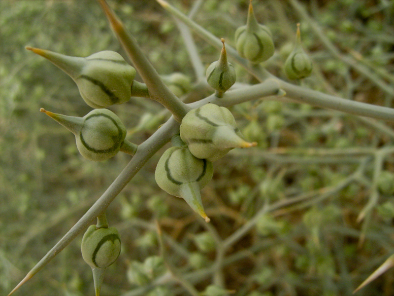 Image of Zilla spinosa specimen.