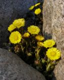 Tussilago farfara