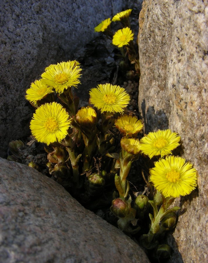 Image of Tussilago farfara specimen.