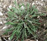 Centaurea sterilis