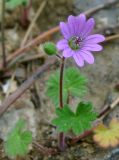 Geranium molle