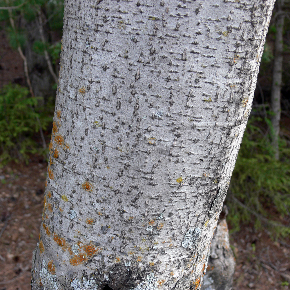 Image of Alnus incana specimen.