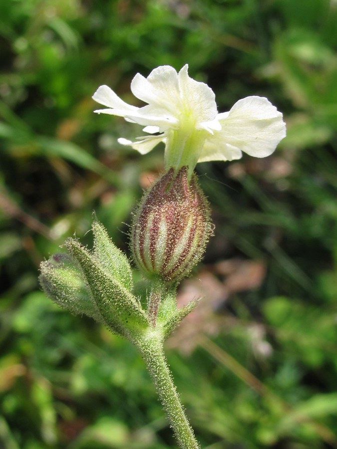 Image of Melandrium latifolium specimen.