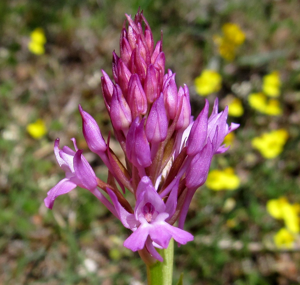 Image of Anacamptis pyramidalis specimen.