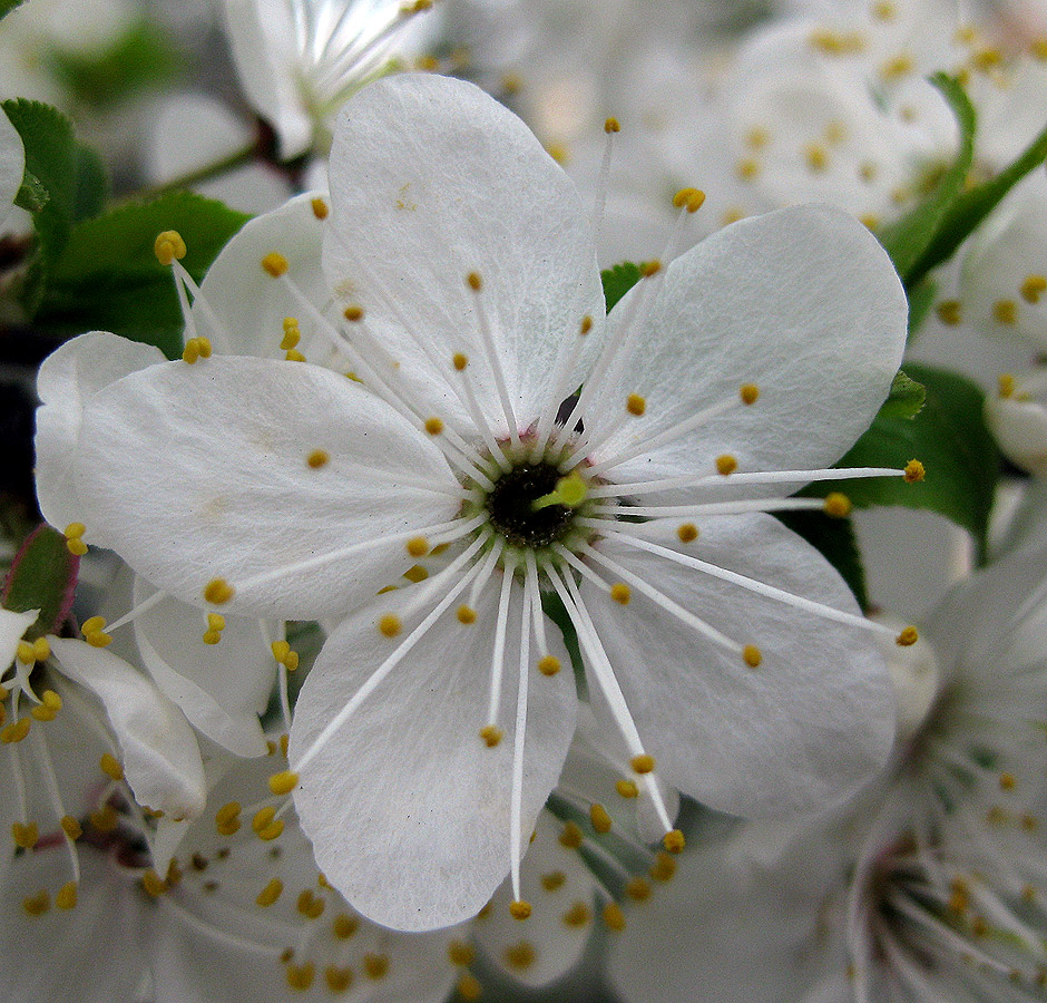 Изображение особи Prunus cerasifera.