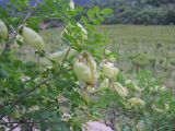 Colutea cilicica. Верхушки веток с плодами. Крым, окр. Ялты. 26 мая 2012 г.