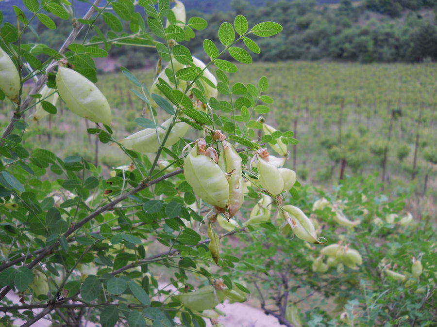 Изображение особи Colutea cilicica.