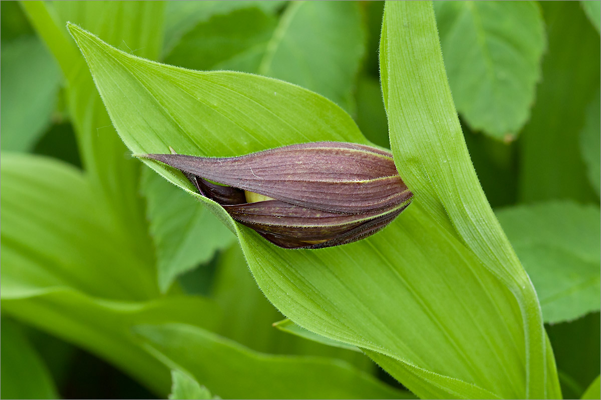 Image of Cypripedium calceolus specimen.