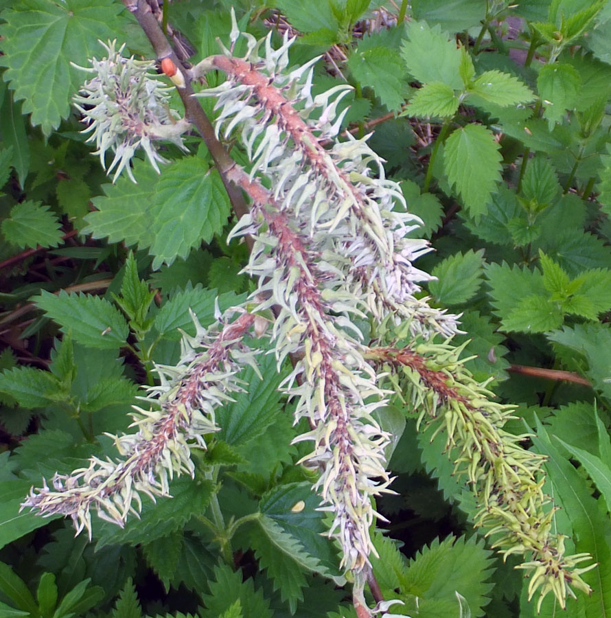 Image of Salix × laurina specimen.