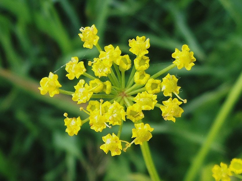 Изображение особи Pastinaca sylvestris.