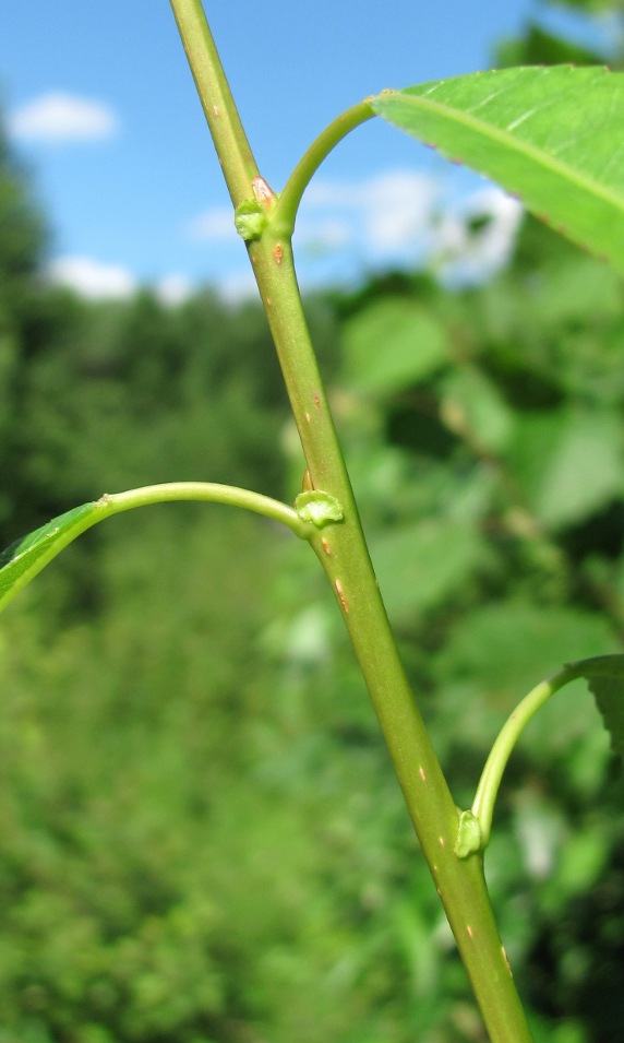 Image of Salix × meyeriana specimen.