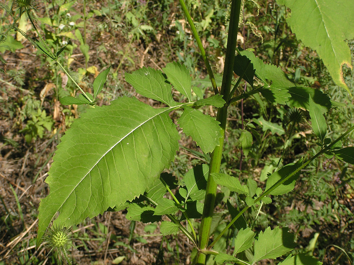 Image of Dipsacus strigosus specimen.
