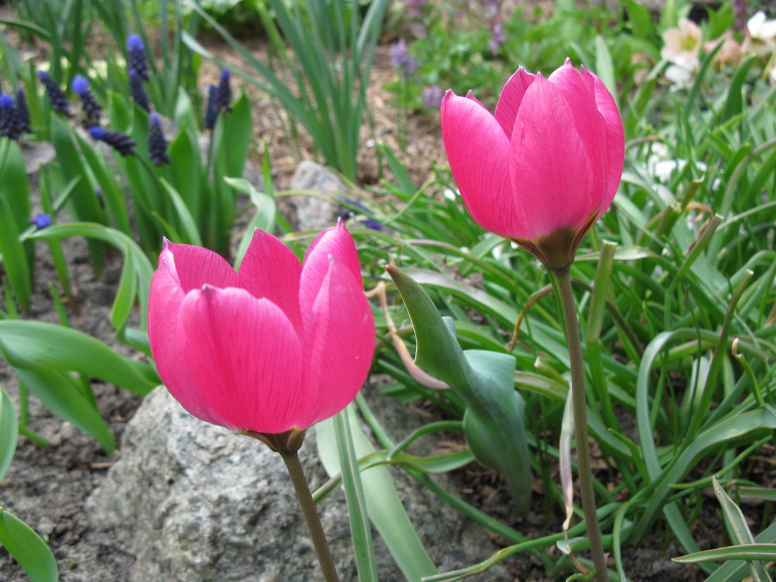 Image of Tulipa humilis specimen.