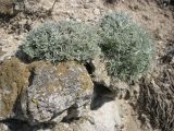 Artemisia caucasica. Растения на известковых прибрежных скалах. Украина, Крым, Тарханкутский п-ов, урочище Атлеш. 31.08.2010.