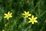 Bongardia chrysogonum