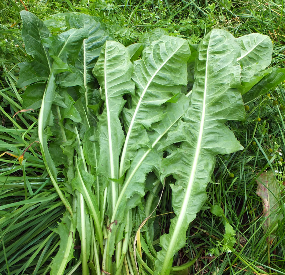 Image of genus Taraxacum specimen.