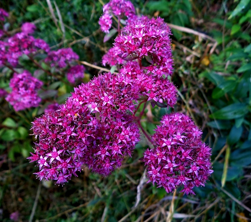 Изображение особи Hylotelephium triphyllum.