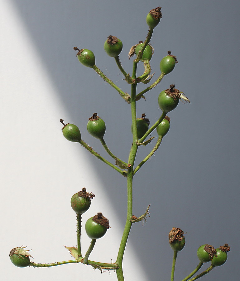 Image of Rosa multiflora specimen.
