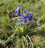 Gentiana decumbens