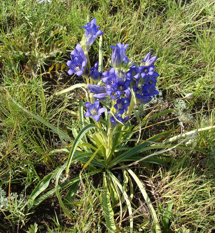 Изображение особи Gentiana decumbens.