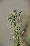 Lactuca indica. Верхушка соплодия. Владивосток, Академгородок. 2 октября 2012 г.