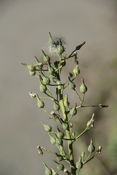 Image of Lactuca indica specimen.