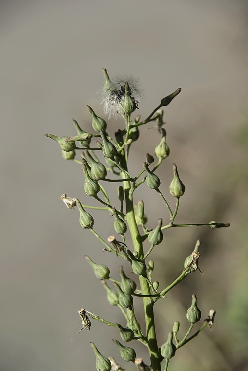 Изображение особи Lactuca indica.